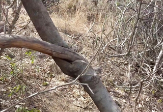 INDIAN COLLEGE GIRLFRIEND CHEATING HER BOYFRIEND AND FUCKING WITH BESTFRIEND IN JUNGLE