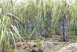Ganne kr khet me chudai.Bhabhi ko devar ka kala mota lund aaya pisand, sugarcane field me bhabhi ki chudai alfresco Hindi audio.